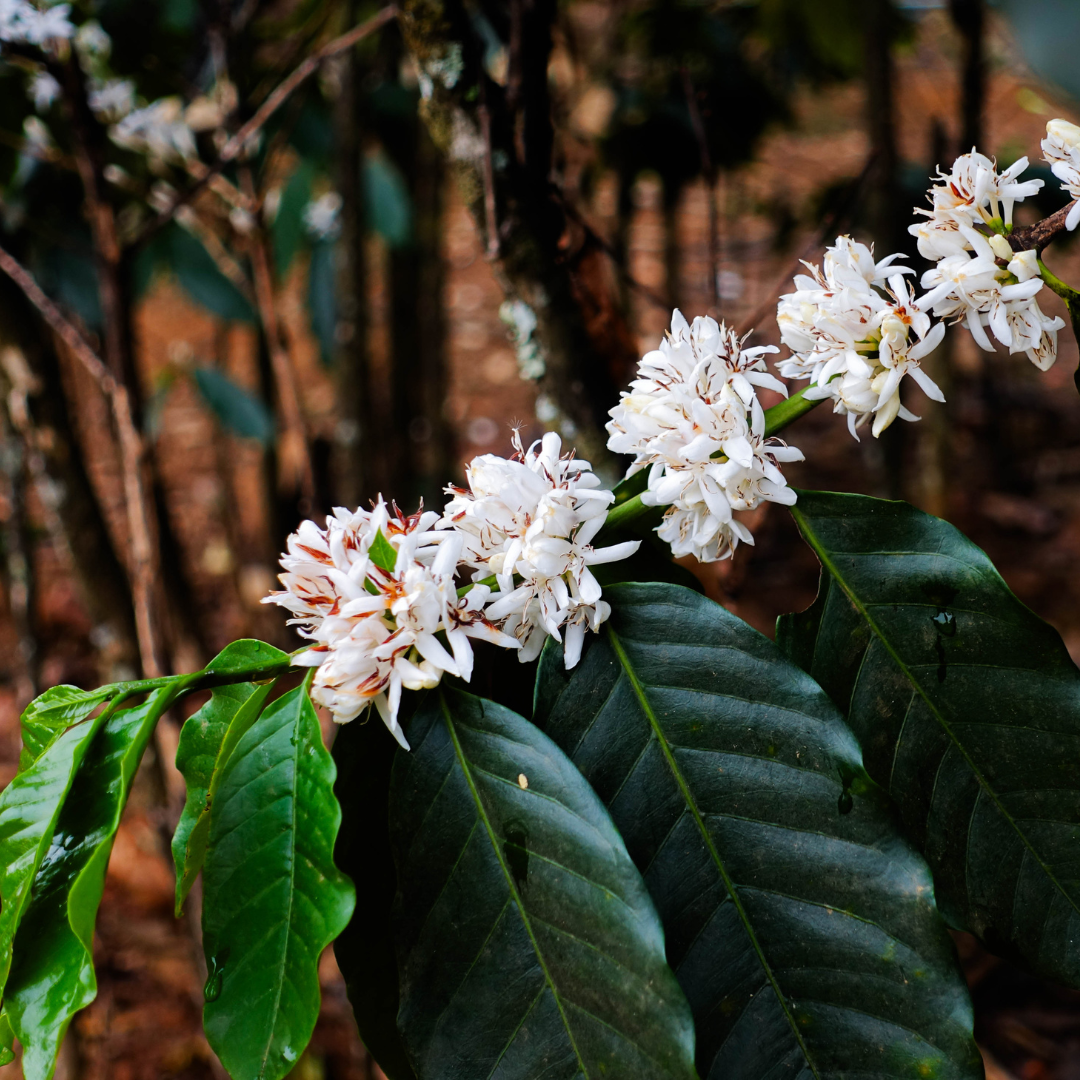 Ometepe Coffee Roasters - Punta Jesus Maria