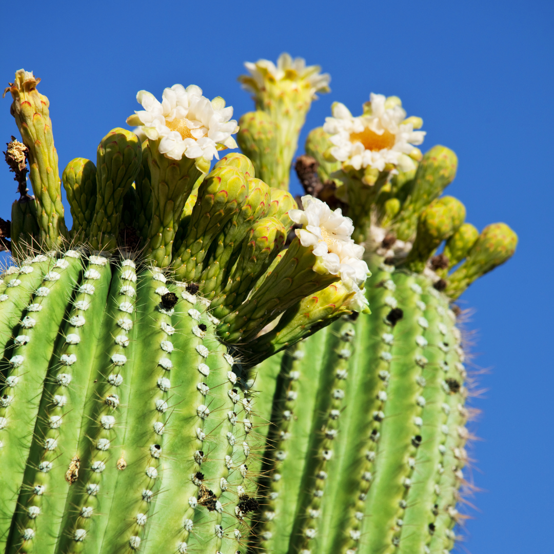 Bath Salt | El Madroñal | Baja Cactus Blossom