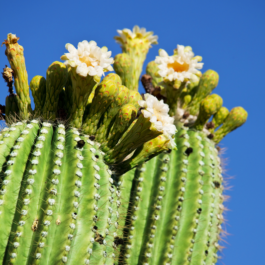 Room Spray | El Madroñal | Baja Cactus Blossom